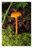 Rivière-du-Loup (Hygrophore)