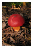 Rivière-du-Loup (Hygrophore)