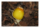 Rivire-du-Loup (Amanite tue-mouche)