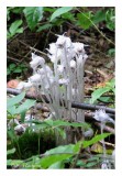 Monotrope uniflore: la plante fantme! - Indian pipe