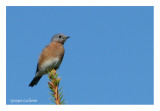 Merlebleu de lEst - Eastern Bluebird - Sialia sialis (Laval Qubec)