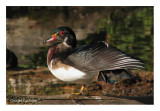 Canard branchu - Wood Duck - Aix sponsa (Laval Qubec)