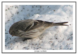 Sizerin blanchtre - Hoary Redpoll - Carduelis hornemanni (Laval Qubec)