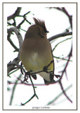 Jaseur dAmrique - Cedar Waxwing -	Bombycilla cedrorum (Laval Qubec)