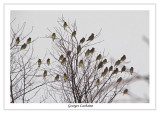  Jaseur dAmrique - Cedar Waxwing -	Bombycilla cedrorum (Laval Qubec)