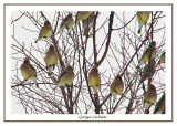  Jaseur dAmrique - Cedar Waxwing -	Bombycilla cedrorum (Laval Qubec)