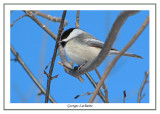 Msange  tte noire - Black-capped Chickadee - Poecile atricapilla (Laval Qubec)