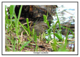 Bruant de Lincoln - Lincolns Sparrow - Melospiza lincolnii (Laval Qubec)