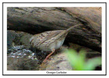 Bruant de Lincoln - Lincolns Sparrow - Melospiza lincolnii (Laval Qubec)