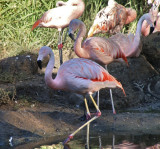 1 Flamingos.jpg