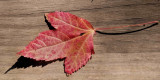 Oct 9 Amur Maple Leaf.jpg