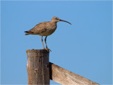 Wondering Whimbrel