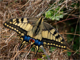 Swallowtail