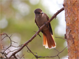 Siberian Jay