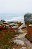 72_17-Mile Drive.jpg