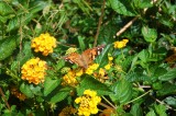 Torrey Pines butterfly.JPG