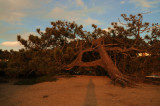 Torrey Pines 101508.jpg