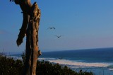 Carlsbad cliff.JPG