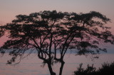 tree at dusk.jpg