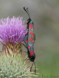 Sint Jansvlinder - Six-spot Burnet - Zygaena filipendulae