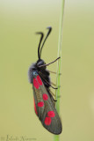 Sint Jansvlinder - Six-spot Burnet - Zygaena filipendulae