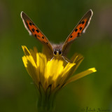 Kleine Vuurvlinder - Small Copper - Lycaena phlaeas