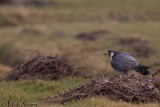 Slechtvalk - Peregrine Falcon - Falco peregrinus