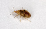 Orius-majusculus_nymph.jpg