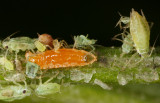 Aphidoletes_larva.jpg