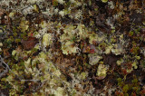 Lichens.jpg