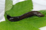 Limax-cinereoniger.jpg