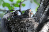 Turdus-pilaris_nest.jpg