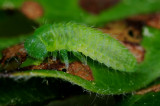 Gonioctena-quinquepunctata_larva.jpg