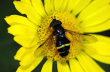 Dasysyrphus-tricinctus.jpg