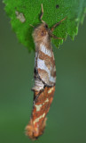 Phymatopus-hecta_.jpg