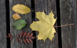 Autumn-leaves.jpg