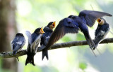 Hirundo-rustica_juveniles2.jpg