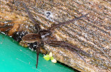 Dolomedes-plantarius.jpg