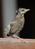 Turdus-pilaris_chick.jpg