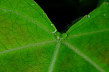 Populus_Foliar-Nectaries.jpg