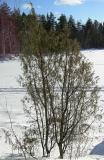 Juniperus-communis.jpg