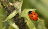 Coccinella-septempunctata3.jpg