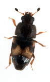 Carpophilus-hemipterus.jpg