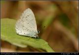 sǽ Common Hedge Blue (Acytolepis puspa)