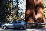 General Grant Tree parking lot