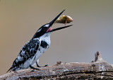 Pied Kingfisher Juggling Fish