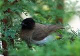 Dark-capped Bulbul