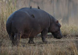 Waddling Hippo