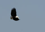 Mating Flight Fish Eagle