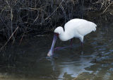 Spoonbill